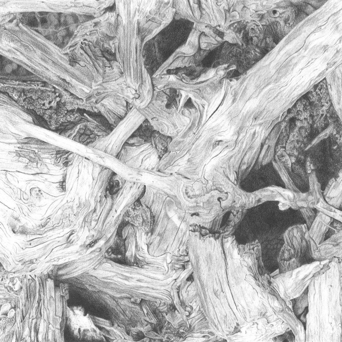 Driftwood 1 Colored Pencil Print on Fine Art Paper — KDB Art Studio